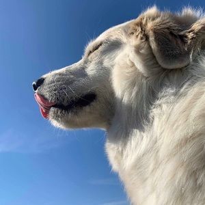 Meet your Posher, Gracie